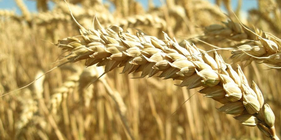 Gluten Intolerance: Why you Probably Shouldn’t be Concerned